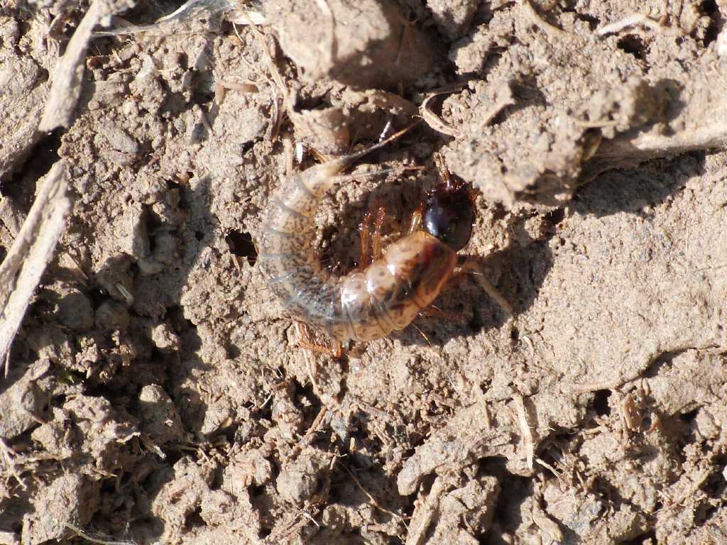 Larva di Staphilinidae - Tolfa (RM)